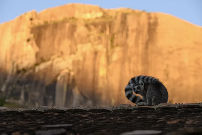 Ring-tailed lemur awakening on top of a shed at sunrise