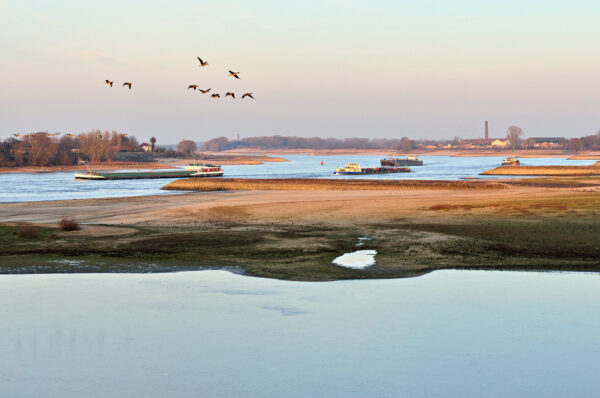 The river Waal at Millingerwaard with flying geese and cargo ships