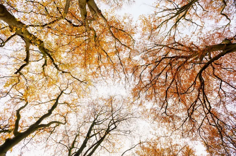 Boomkronen in herfstblad