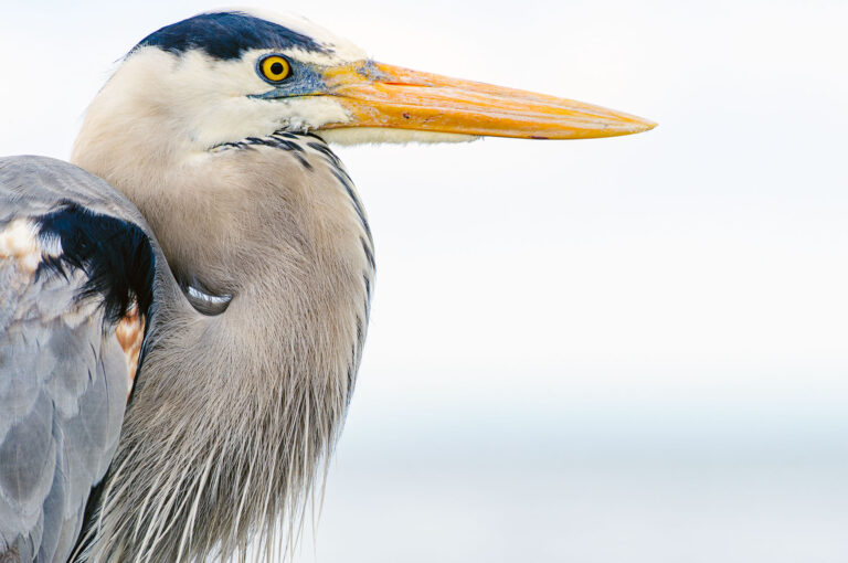 Portret van een Amerikaanse blauwe reiger