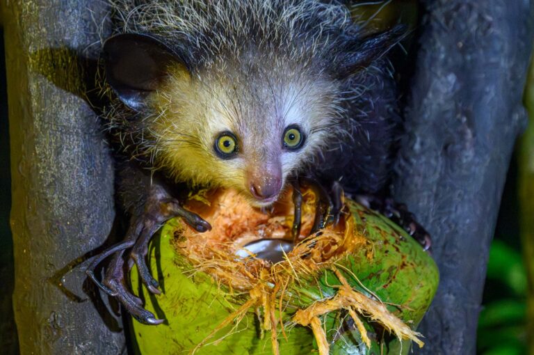 Een aye-aye etend van een kokosnoot.