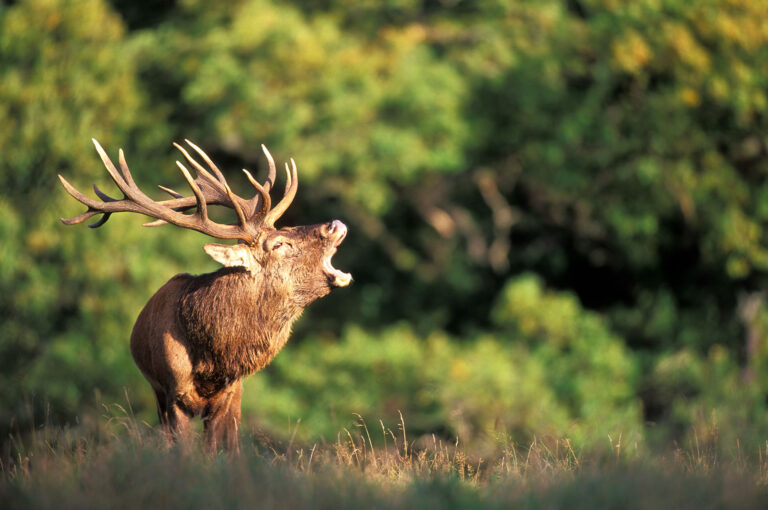 Bellowing red deer, in rut