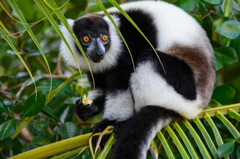 Black and white ruffed lemur eating, sitting on palm leaf