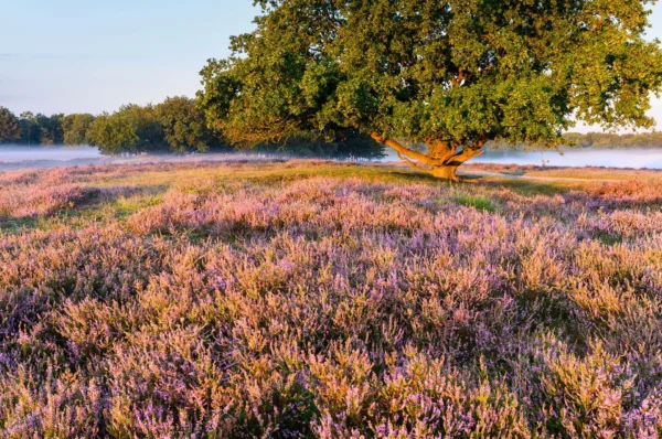 Flowering heather and oaks.