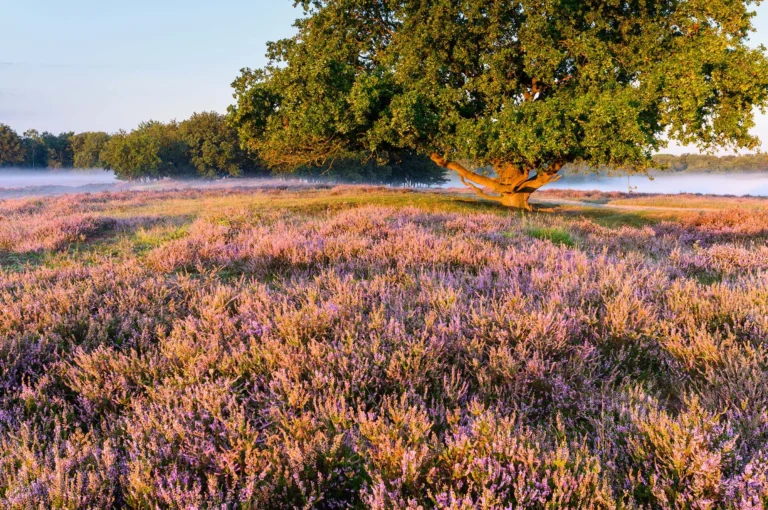 Bloeiende heide en eikenbomen.