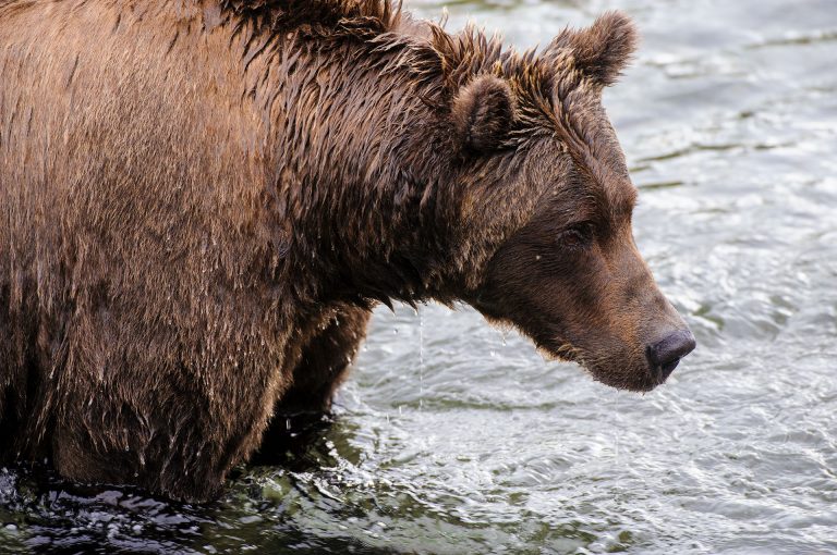 Coastal brown bear Katmai