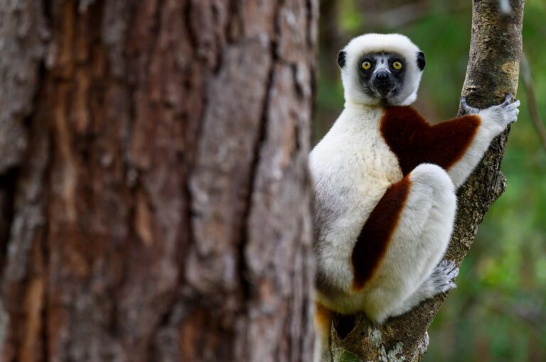 Sifaka in tree.