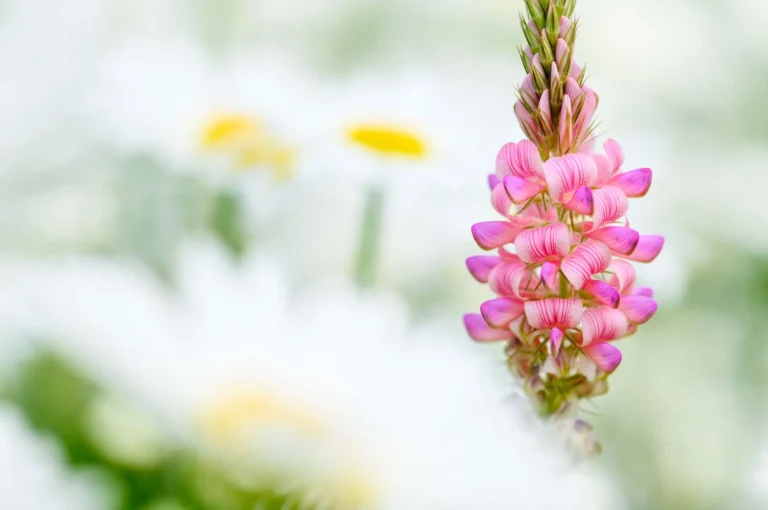 Rose bloem tussen witte margrieten