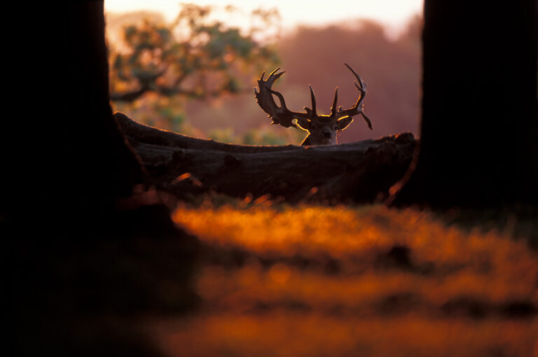 Fallow deer male in evening light