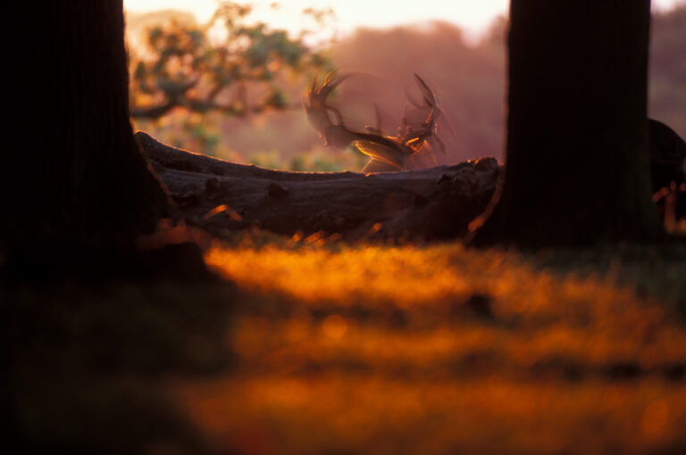 Unsharp fallow deer, due to movement and deliberate slow shutter speed