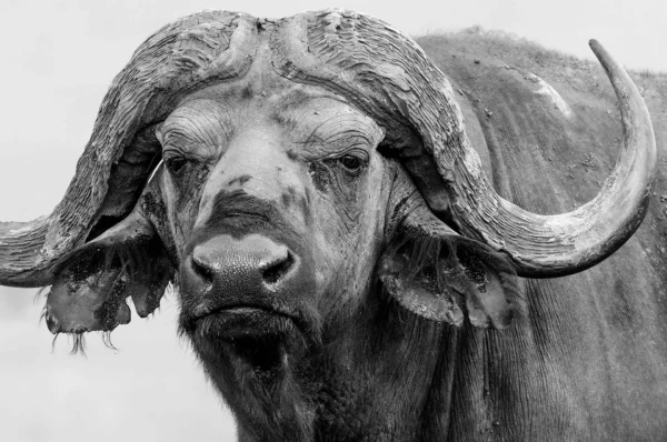 Cape buffalo portrait.