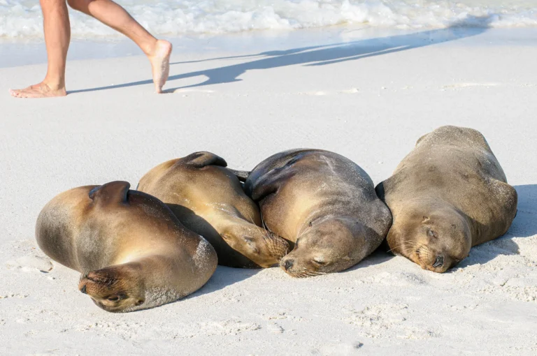 Sleeping Galápagos sea lions