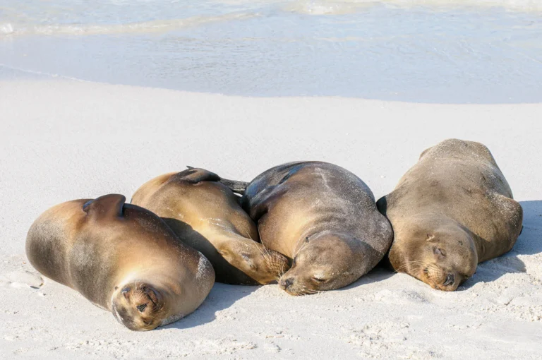 Sleeping Galápagos sea lions