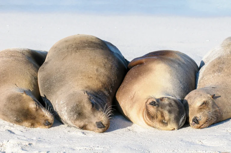 Galápagos sea lions sleeping