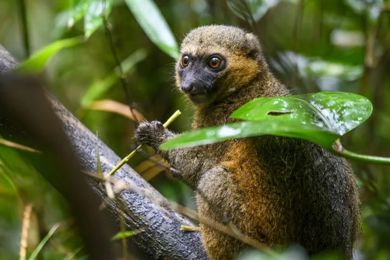 Golden bamboo lemur