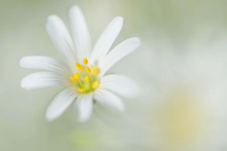 Witte bloem, grote muur