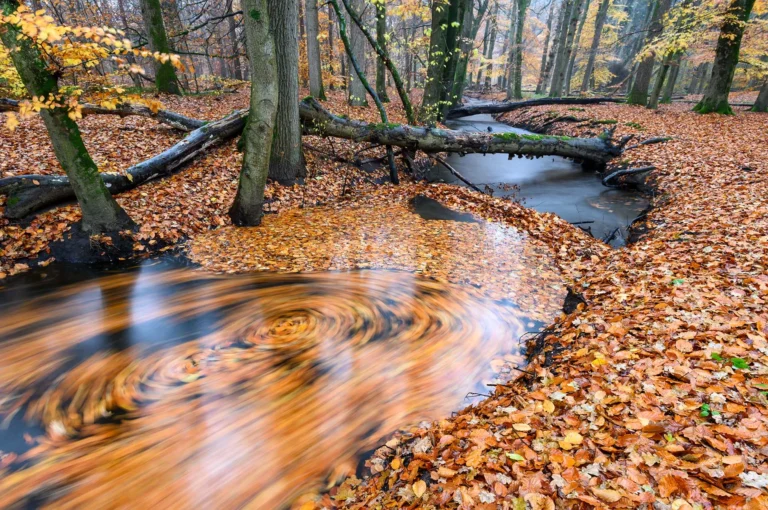 Beek emt draaiende blaadjes in de herfst.