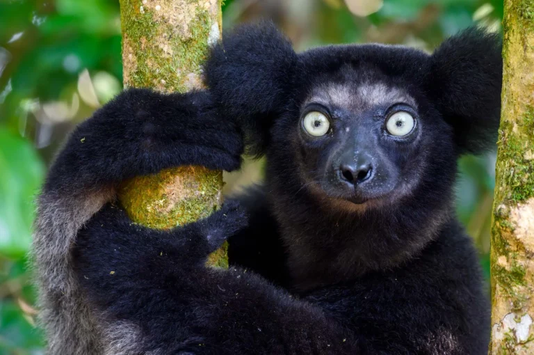 Indri lemur close-up.