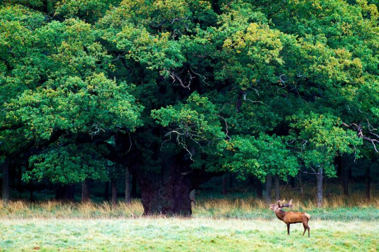 Giant oak and male red deer belling