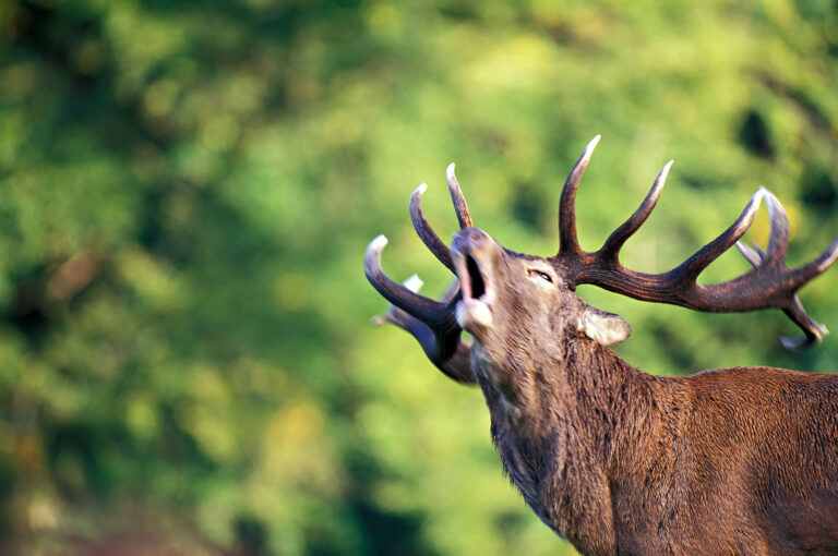 Male red deer bellowing