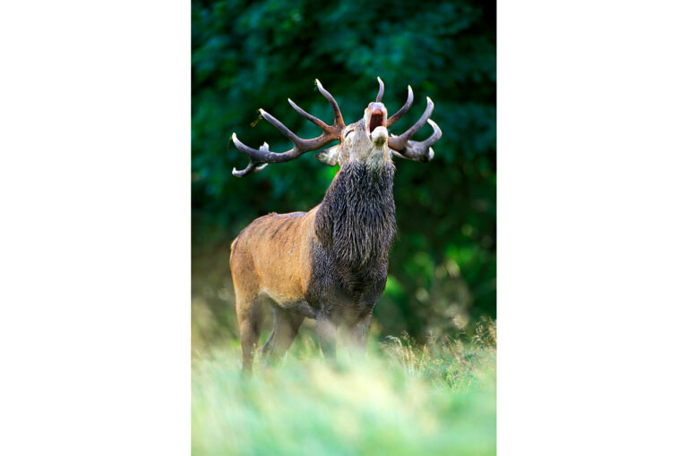 Red deer (Cervus elaphus) rut Jaegersborg Dyrehave