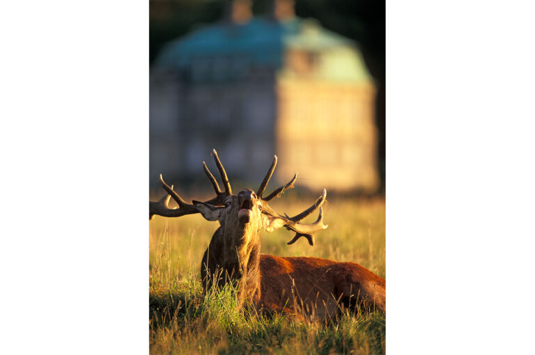 Red deer bellowing and Hermitage Hunting Lodge