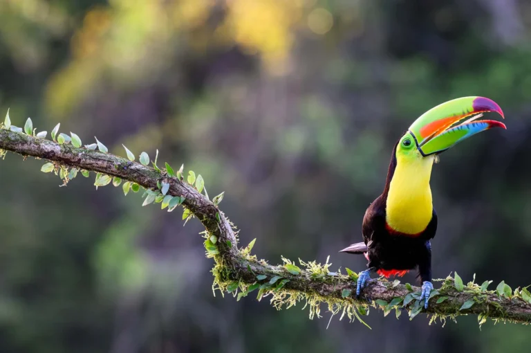 Keel-billed toucan on a branch.