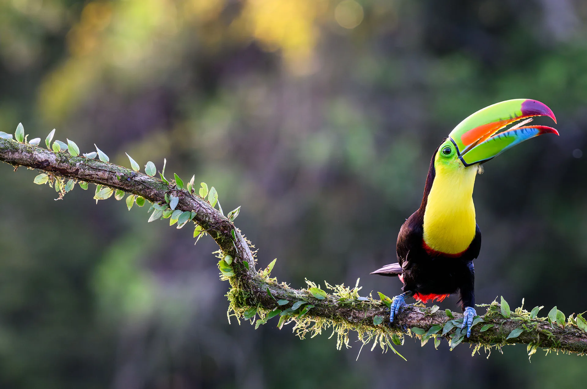 Toucan