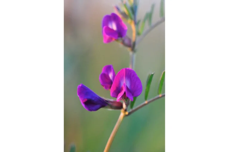 Paarse bloem, Lathyrus