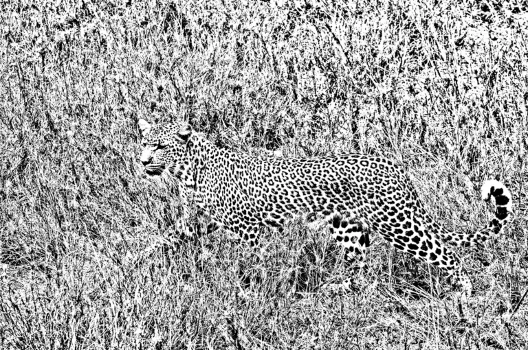 Leopard in high contrast black and white.