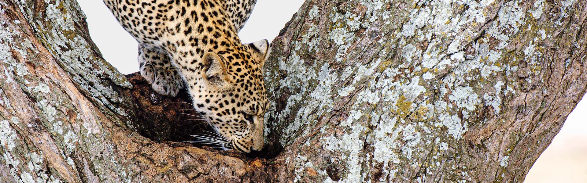 Leopard in tree drinking