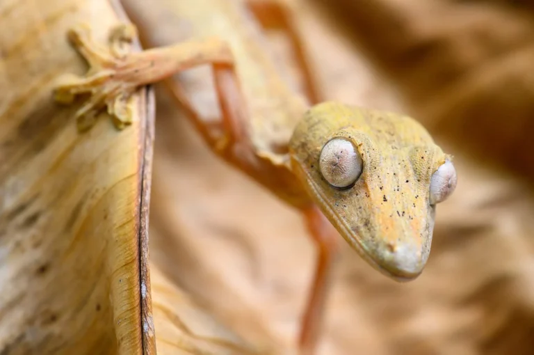 Lined flat-tail gecko portrait.