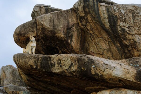 A lioness sits on a kopje