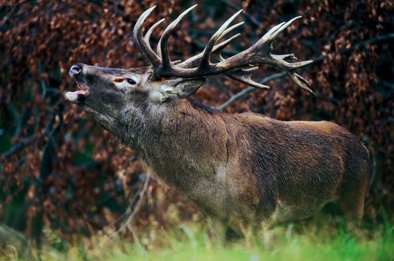 Bellowing male red deer