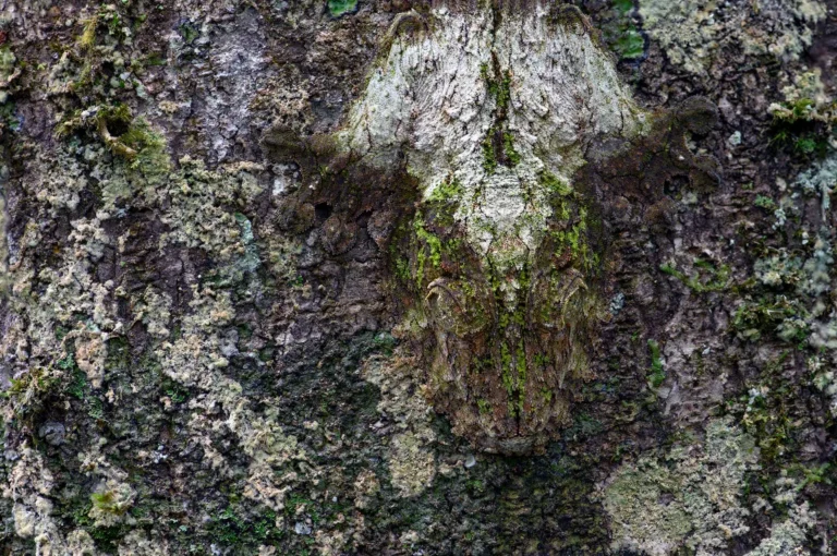 Mossy leaf-tailed gecko on tree bark.