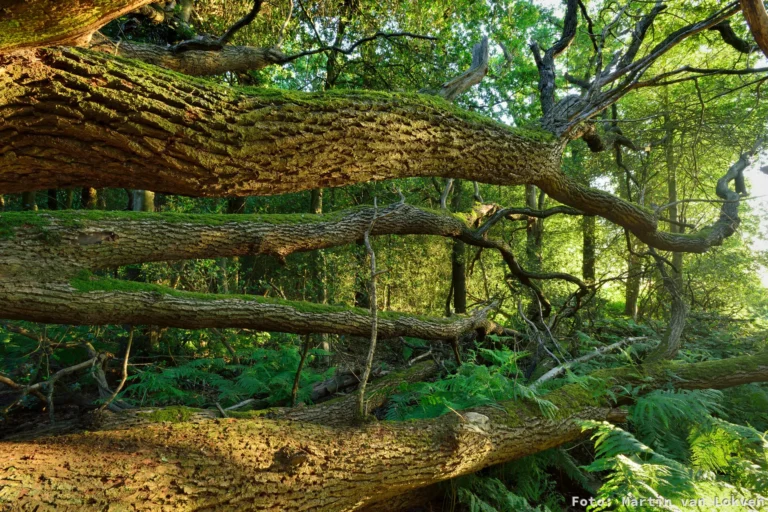 Omgevallen bomen in bos