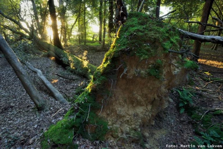 Omgevallen boom in bos