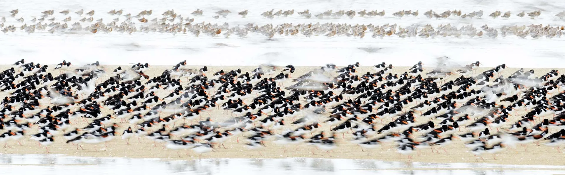 Oystercatchers and bar-tailed godwits