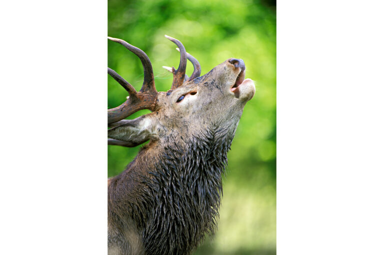 Bellowing male red deer close up portrait