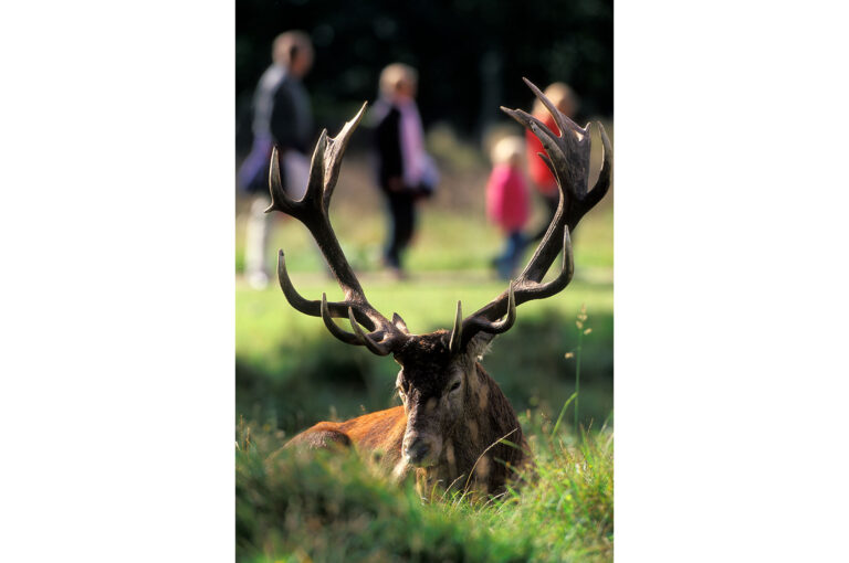 Male red deer and people in background