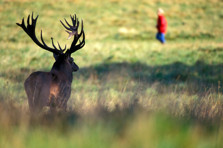 Red deer watching a woman walking by.