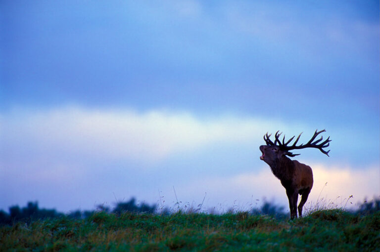 Male red deer silhouetted against an evening sky