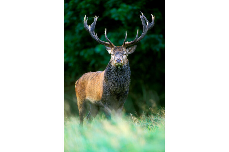 Male red deer