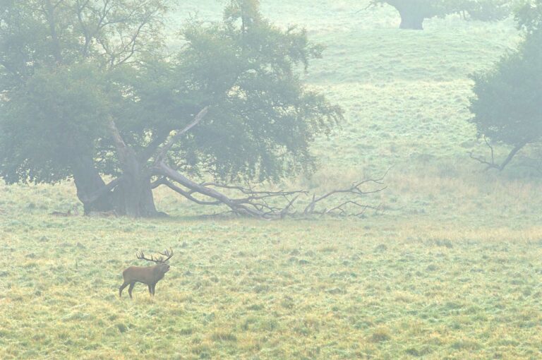 Re deer male in field with some oaks