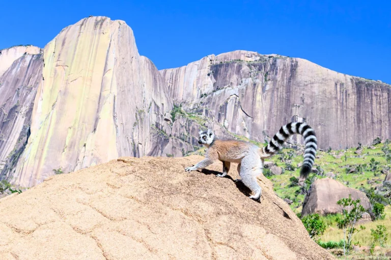 Ring-tailed lemur on a rock.