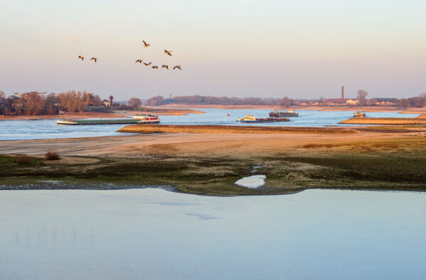 River Waal with vessels and geese