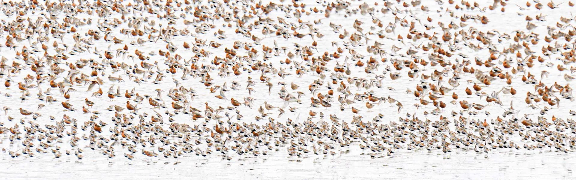 Rosse grutto's en bonte strandlopers.