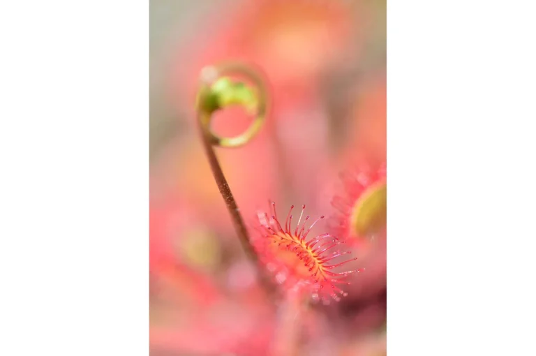 Sundew