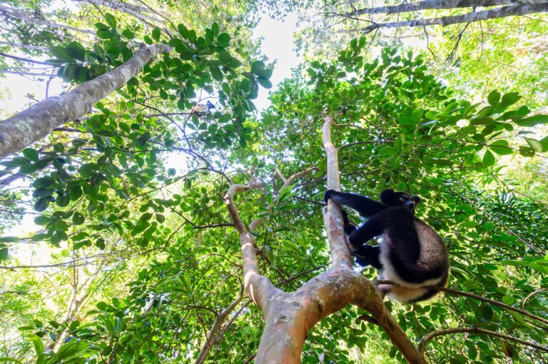 Two indri lemurs in trees.