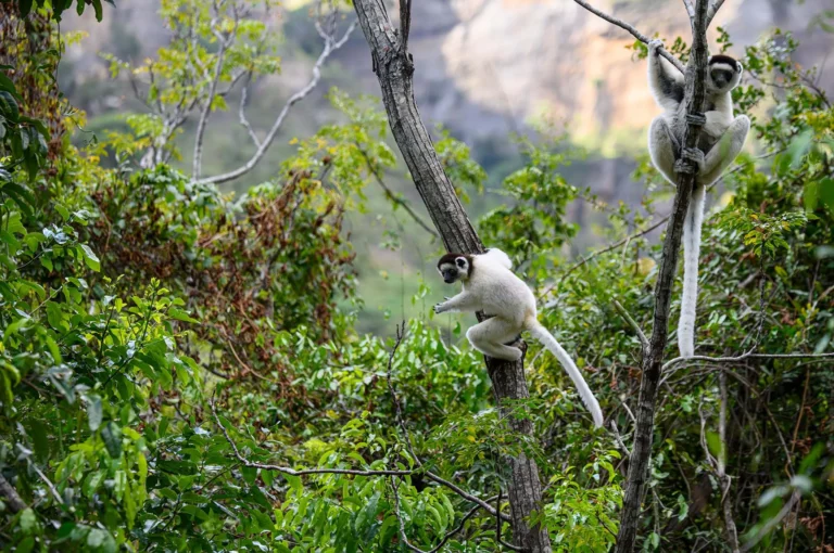 Verreaux's Sifakas